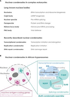 Nuclear Condensates: New Targets to Combat Parasite Immune Evasion? 
